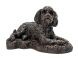 Cockapoo urna para perro