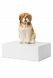 Urna de Mascotas 'San bernardo'