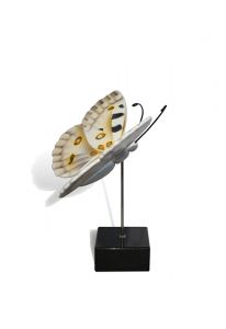 Miniurna mariposa 'Apolo'